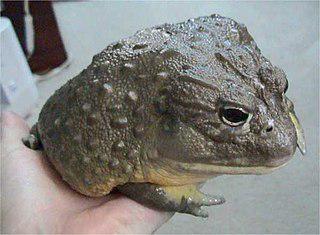 Ядовитую кобру может съесть роющая лягушка (на илл.). Фото 1 