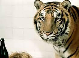 Звезда «Полосатого рейса» в реальной жизни водила любимого тигра по ресторанам. Фото 2 