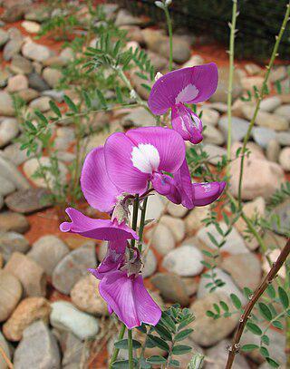 Безобидный на вид цветок, родственник гороха, способен за считанные недели погубить целые стада австралийских овец. Фото 3 