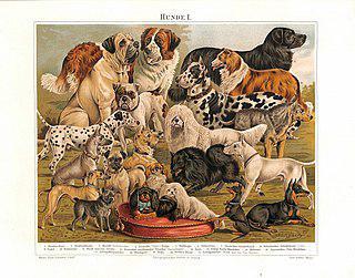 Бультерьер и буль-энд-терьер — две совершенно разные породы собак. Фото 2 