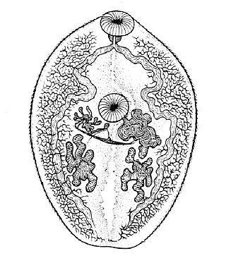 Черви-паразиты могут кастрировать улиток и вызывать их гигантизм. Фото 1 