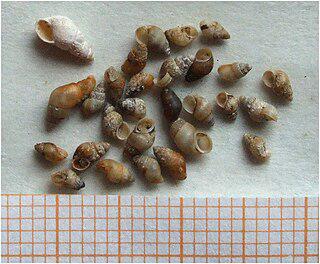 Черви-паразиты могут кастрировать улиток и вызывать их гигантизм. Фото 2 