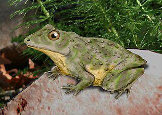 Единственный оттиск древнейшей лягушки с одной стороны был найден в 1961 году, а с другой стороны — в 1965. Фото 1 