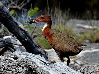 Итеративная эволюция вернула миру вымершего &&&&&&&&&0136000.&&&&&0136 000 лет назад кювьерова пастушка (на илл.) с атолла Альдабра. Фото 3 