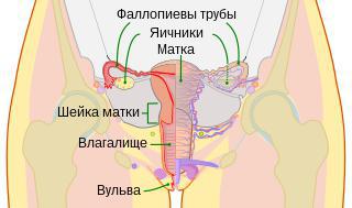 Китайцы веками портили женские ножки, надеясь укрепить мышцы влагалища. Фото 2 