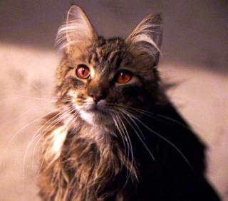 Кошка из «Гарри Поттера» получила своё имя из романа Джейн Остин. Фото 2 