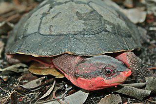 Красные жабоголовые черепахи (на илл.) не занимаются баскингом. Фото 1 