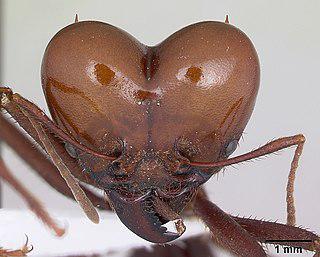 Муравьёв-листорезов по традиции доколумбовых культур жарят и дарят на свадьбах. Фото 2 