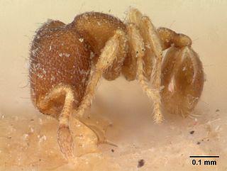 Муравьиная армата мельче 1 мм, а муравьиный атом один из самых маленьких среди своих собратьев. Фото 2 