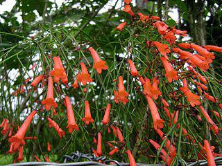 Подорожник как кустарник, растущий от Мексики до Колумбии, называется почти по-русски. Фото 4 
