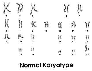 Правильно посчитать хромосомы у человека смогли только по случайности. Фото 1 