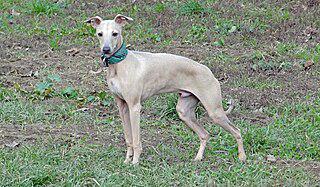 Предок оленей был размером с левретку, хотя больше всего напоминал кролика. Фото 2 