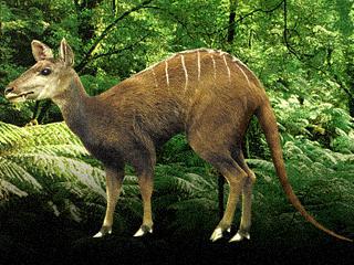 Предок оленей был размером с левретку, хотя больше всего напоминал кролика. Фото 3 