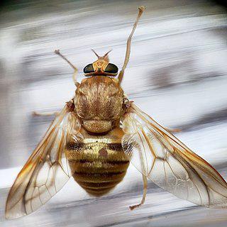 Самки американского слепня охраняют яйцекладку, пока не появятся личинки. Фото 1 