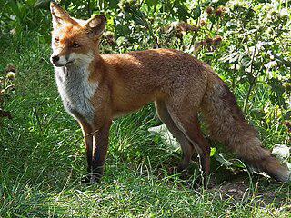 Самые высокогорные птицы мира, возможно, проводили плановое учение по спасению от лис. Фото 1 