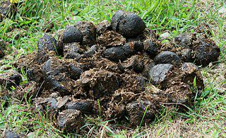 Скатол, ответственный за характерный запах фекалий, применяется как ароматизатор в пищевой промышленности и парфюмерии. Фото 3 