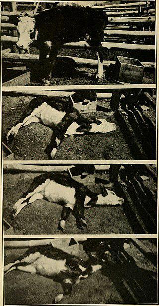 Скульптор Эдмония Льюис в молодости обвинялась в отравлении своих однокурсниц. Фото 1 