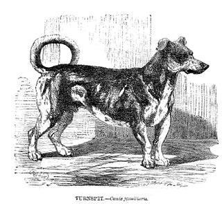 Собаки не только употребляются в пищу, но и готовят её. Фото 1 