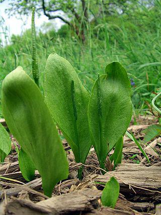 Среди современных растений наибольшее число хромосом встречается у этих папоротников. Фото 3 