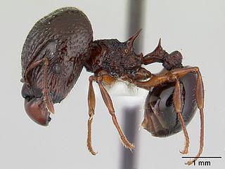 Сумоисты есть и среди муравьёв (на фото). Фото 2 