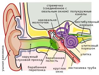 Тем, чем мы слышим, наши эволюционные предки жевали. Фото 2 