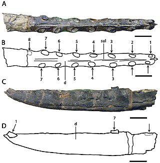 Тёмные кости объединяют птерозавра с драконами из цикла «Песнь льда и огня», а название — с выдуманной королевской династией. Фото 4 