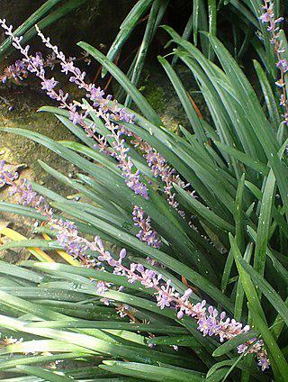 У нарцисса-цветка тоже есть мама-цветок (на илл.). Фото 2 