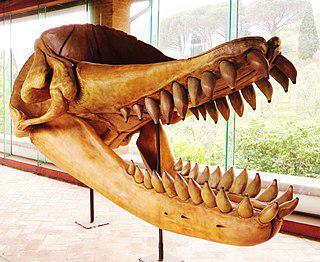 У самого зубастого хищника в истории длина зубов достигала 36 см. Фото 2 