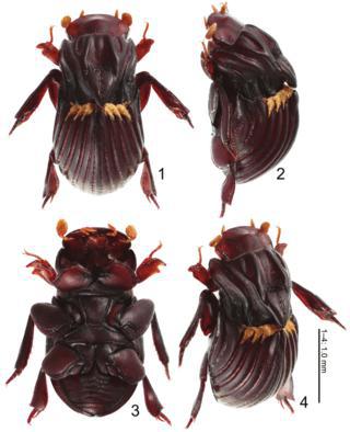 В Камбодже «крылатая Венера» сожительствует с термитами. Фото 3 
