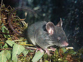 В меху колючего грызуна колючек не обнаружили. Фото 1 