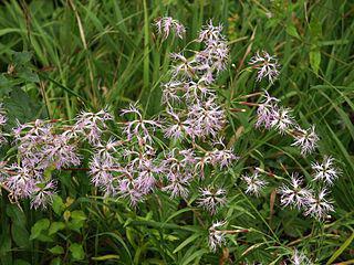 Весьма распространённый в России великолепный божественный цветок является в Японии символом посёлка, села и патриархального идеала женщины. Фото 2 