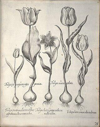 Во времена «тюльпаномании» выше всего ценились цветы (на илл.), поражённые вирусом. Фото 1 