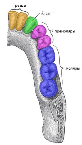 Впервые клыки у вампиров прорезались в Мексике. Фото 1 