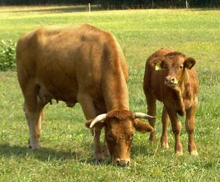 Взрыв на молочной ферме в Диммитте за один день унёс жизнь 18 000 коров. Фото 1