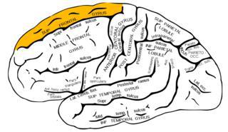 За удовольствие от юмора отвечает верхняя лобная извилина. Фото 1 