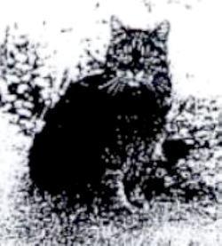 За время Второй Мировой войны были пущены на дно три военных корабля, на которых плавал один и тот же корабельный кот. Фото 2 