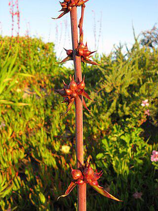 Зародышевую линию человека впервые попытались редактировать в 2015 году. Фото 1 