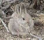 Айдахский кролик - фото