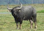 Азиатский буйвол - фото