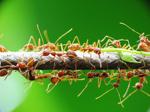 Азиатский муравей-портной - фото