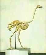 Азиатский страус - фото